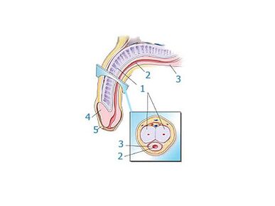 štruktúra penisu
